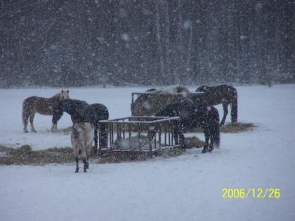 Troupeaux de chevaux sous la neige