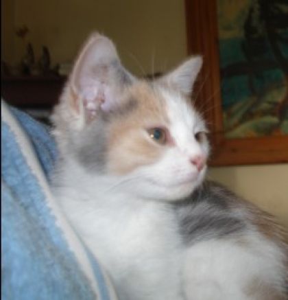 Feue Charlotte.............Repose en paix ma chouette....