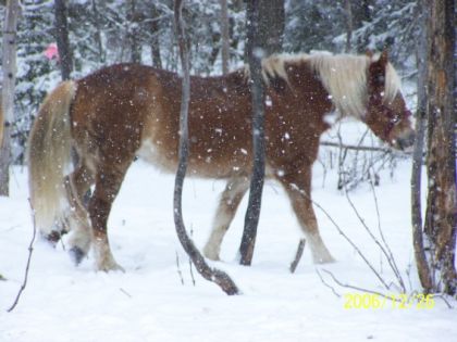Cheval dans une tempête de neige