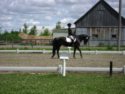 À l'entrée de mon dressage, on s'apprête à faire notre salut! Je...