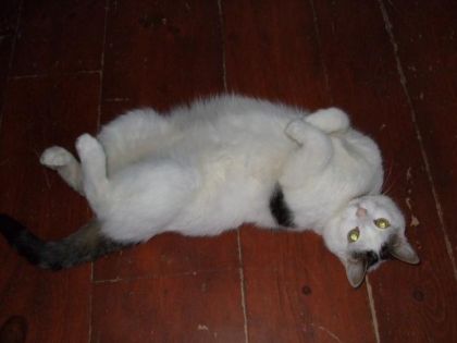 Moumoune dans sa position préférée