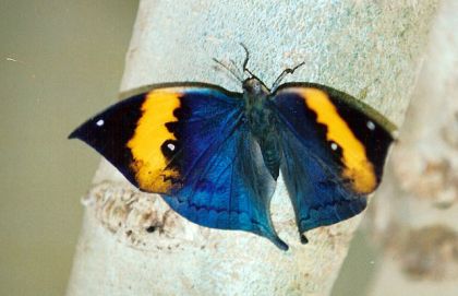 JOLIE LES PAPILLON NON??