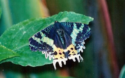 Papillon sur une feuille