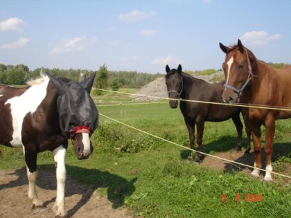 Cheval avec un masque anti-mouche