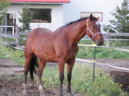 Cheval bai au repos