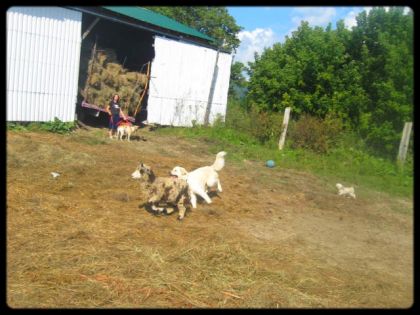 C'est qui le mouton dans ses deux là ?! ahahah