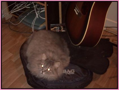 Lady kira dans le casse de guitard à mon chum! du type classique...