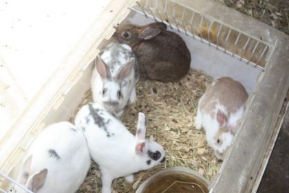 Une de mes portées de lapins...Je les trouve tellement mignon...