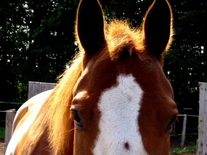 Les yeux du beau WindDancer <33