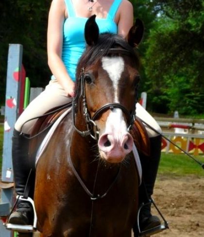 photo par Dreeeyy Ma Nouvelle Demi-Pension, Charlie, Hongre De 5 Ans Qh X Arabe :)
