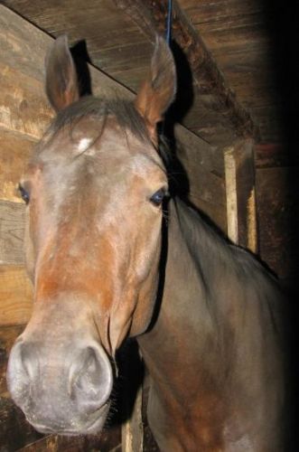Taz, un cheval a mon écurie !