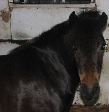 Maggie, une ponette de mon écurie, elle est fourber au deux...
