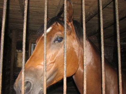 un cheval de mon écurie... je sais pas c koi mais ya kkchose...