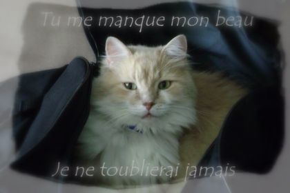 On a tout fait pour te sauver, mais je sais qu'on a pris la...