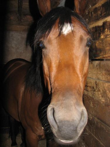 Portrait d'un cheval dans son box