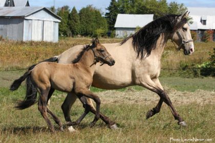 Solanna et son poulain de l'année. Ce sont les chevaux de Zoom...