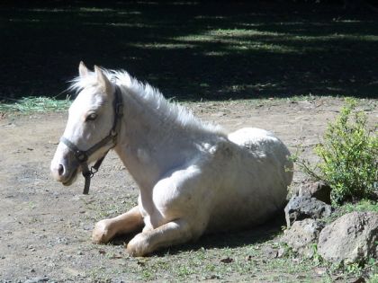 photo par valou-nc Une sieste bien méritée!