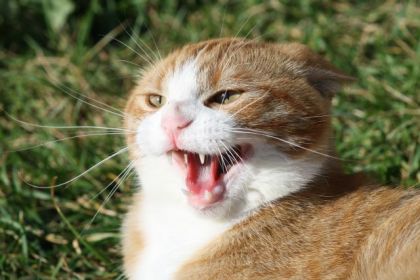 Laisse moi tranquille!! vagabon...chat qui a pris refuge a...