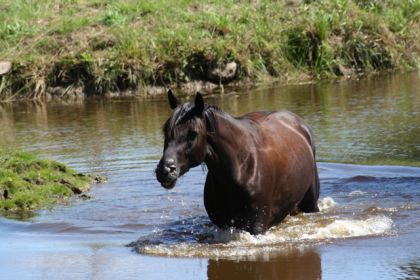 Twis ...il a de l'eau dans les naseaux