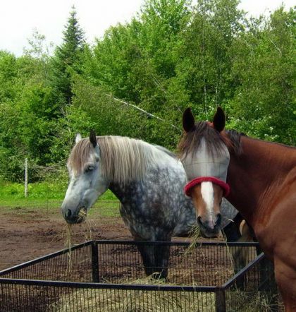 Silver et Jolly en train de dinner!... en vrai ils mangent à...