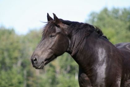 Durango un beau canadien!