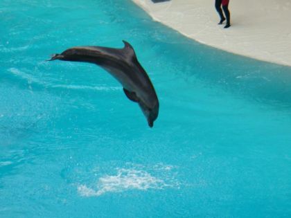 Spectacle de daufin en Ontario à Marin Land