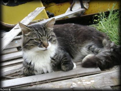 Chat tigré couché