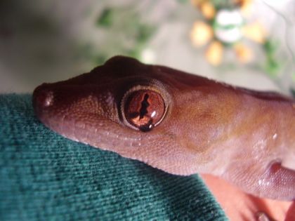 Scooby-Doo, un de mes lézards. C'est un gecko doré. J'aime que...