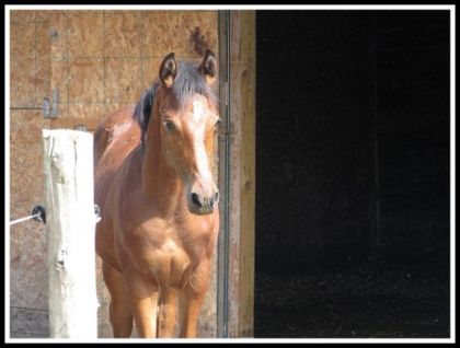 encore mon frison/thoroughbred
