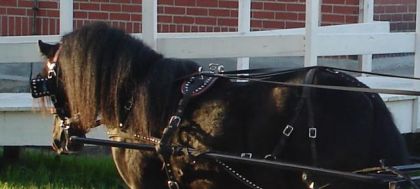 Labelle. Ma ponette préféré ! au centre d'hippologie