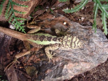 Bob, mon dragon d'Agama ..