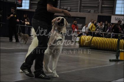 SnowBall , pas espagnol