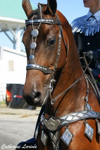 Un morgan en plein travail, au Brome fair.