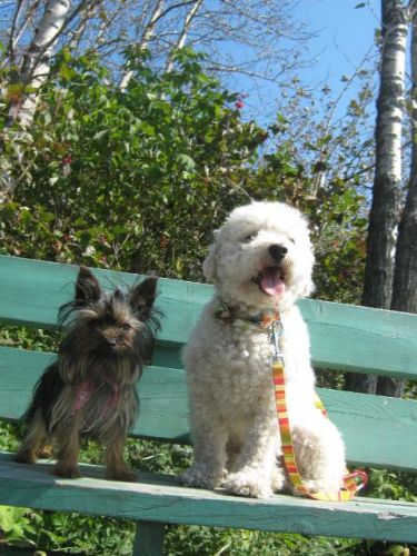 Charlotte et Cooki, deux bons amis.