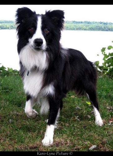 Mon chien Lil'Precious Topaz
