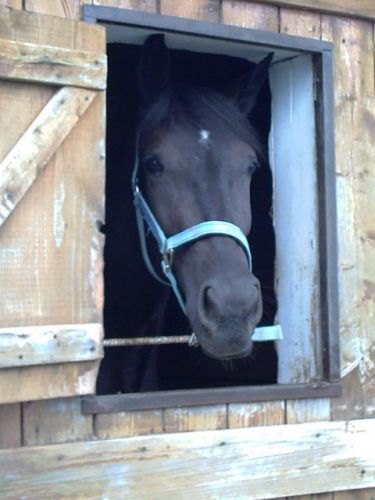 ma belle salsa .. la premiere journee .. a l'ecurie