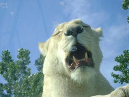 Une lionne blanche,photo prise au Parc-Safari!