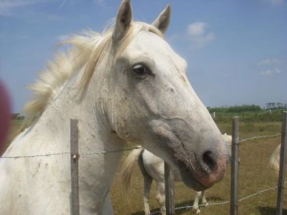 camargue