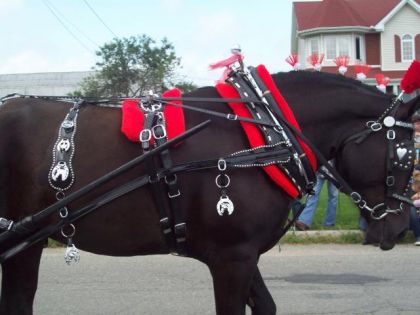 A la parade a saint-andré Avelin