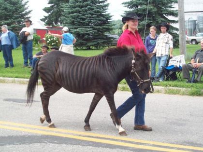 cheval Zebre
