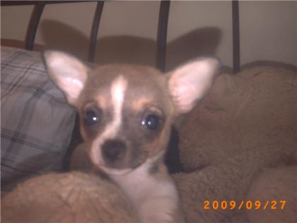 ma petit femelle chihuahua