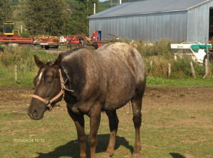 l'appaloosa qui s'apelle maya! je crois mais je l'appelle tout...