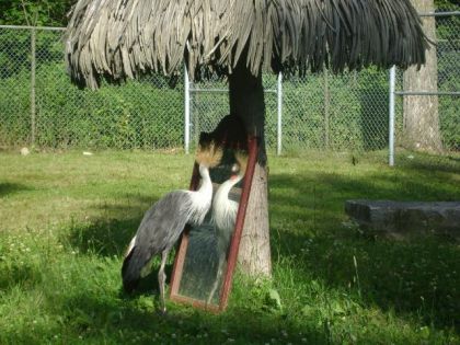 Oh que je suis beau!! C'&eacute;tait vraiment dr&ocirc;le,l'oiseau avait un...