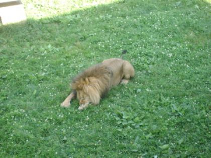 Un petit somme M. le lion ?!?