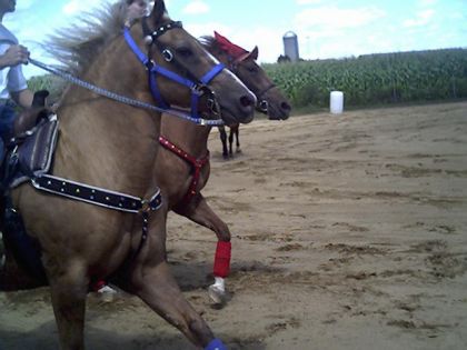 Oups Cowboy ! La Shelby est en avant ! lolllllll