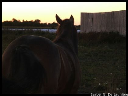 Nikita au coucher de soleil <3