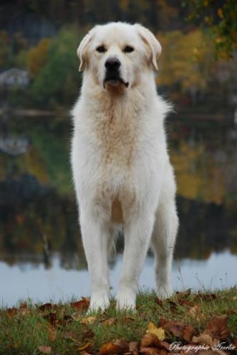 gros loup 