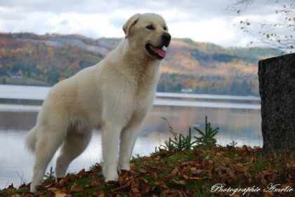 Mon chien de montagne 