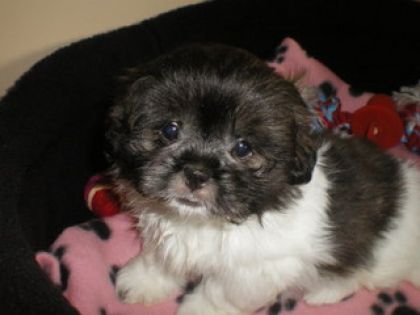 Mon chien je l'aime trop je ne sais pas comment te dire sa...