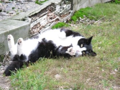 Un chat à l'écurie (trop chou !)